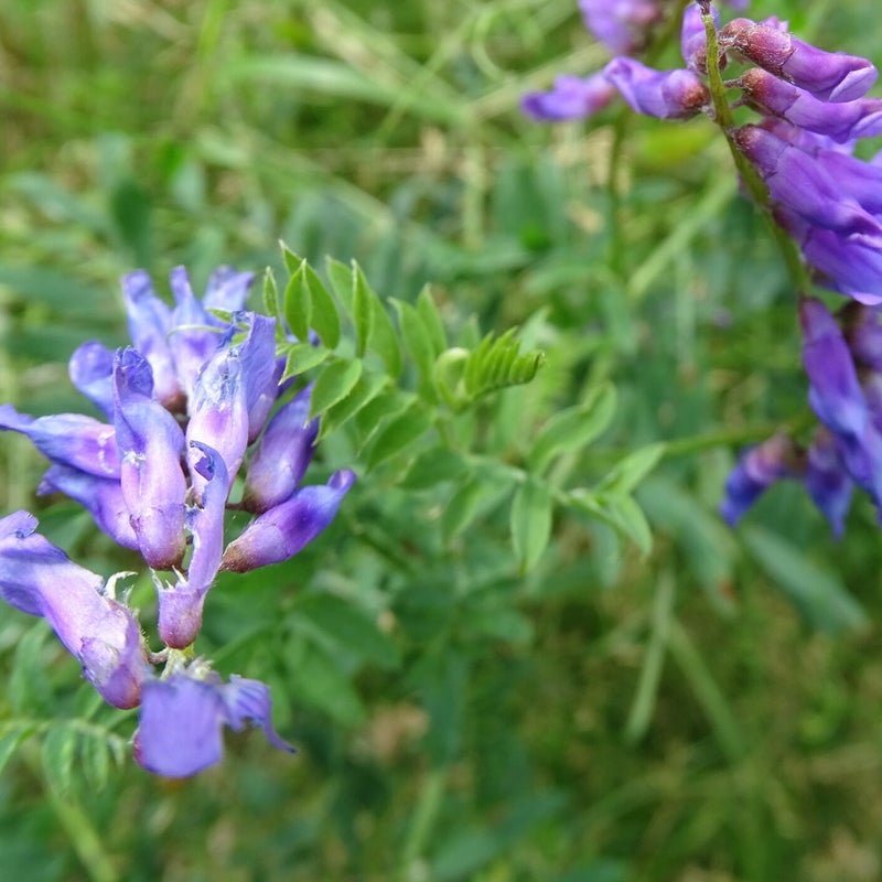 DSC03093.jpg