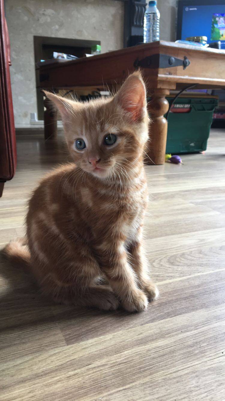 Ginger kitten sitting on wood floor