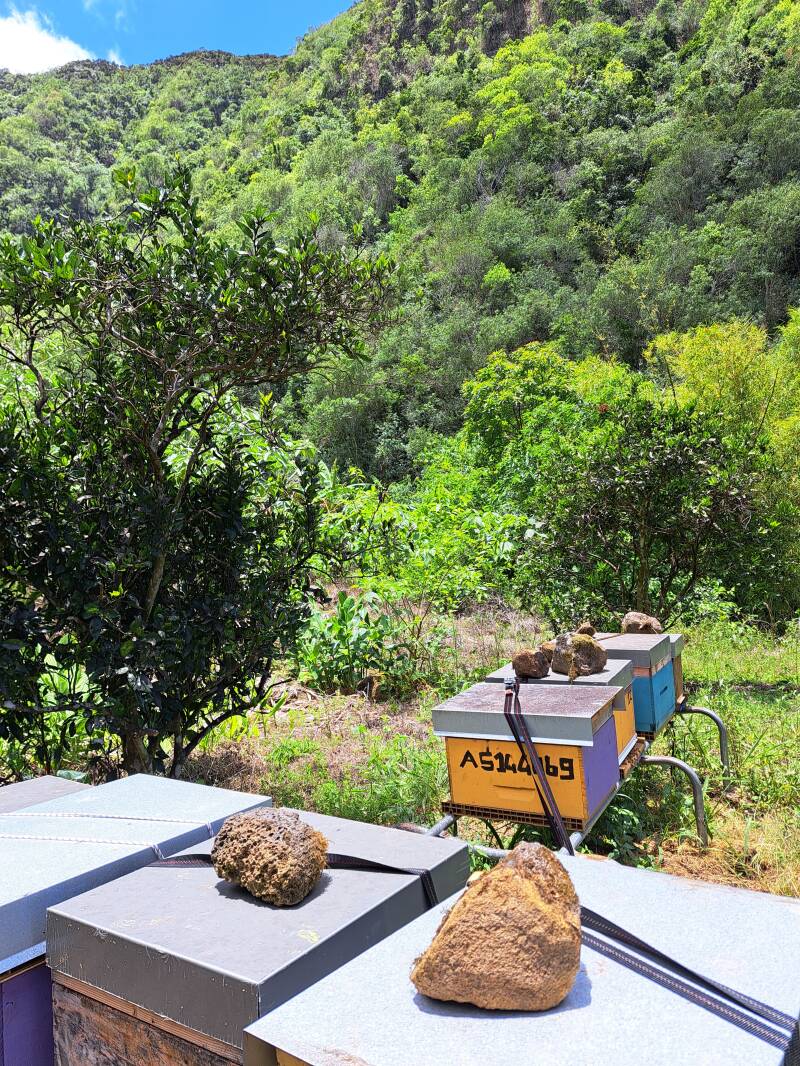 Rucher à l'entre-deux