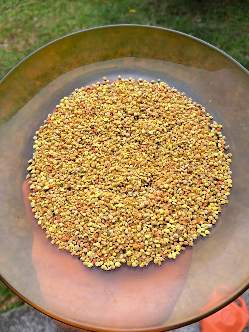 Pollen de fôret primaire