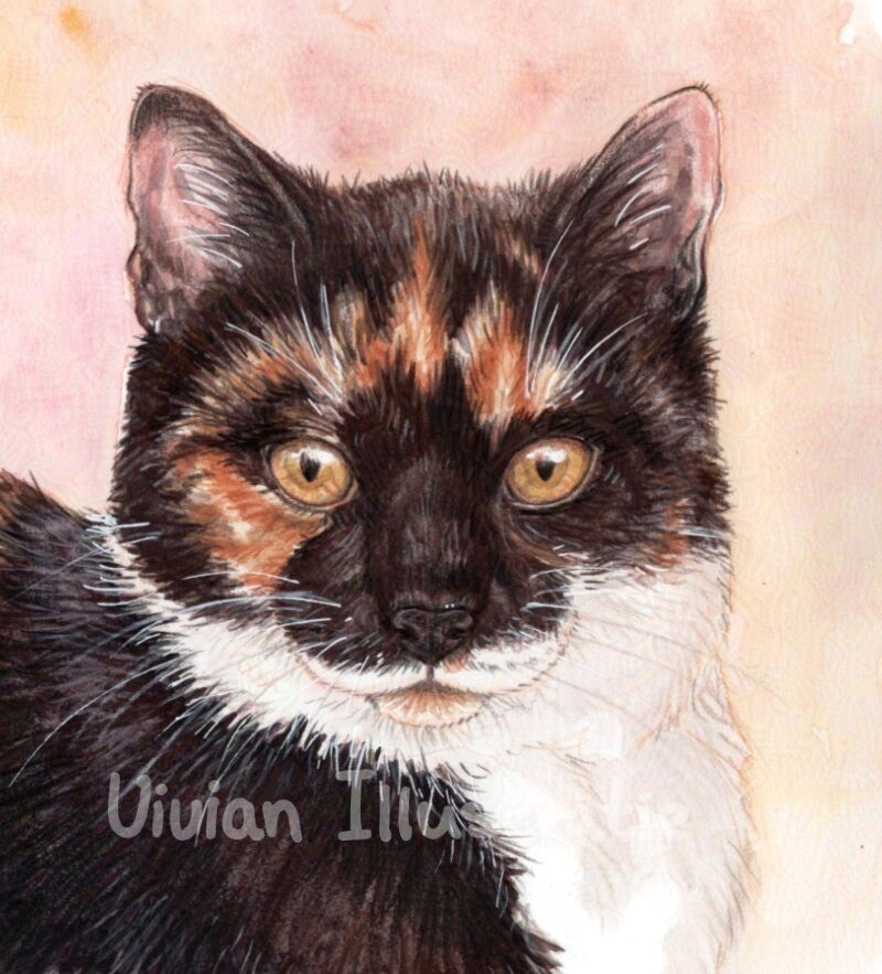 Dierenportret kat Penny kleurpotlood - Vivian Illustratie huisdierportretten