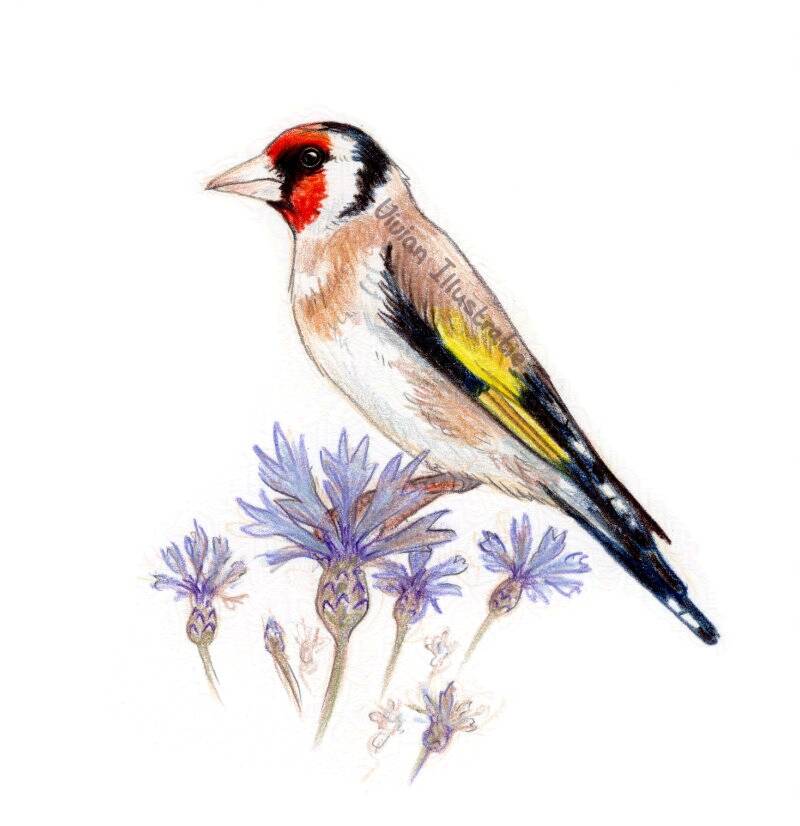 Tekening Putter eigen tuin