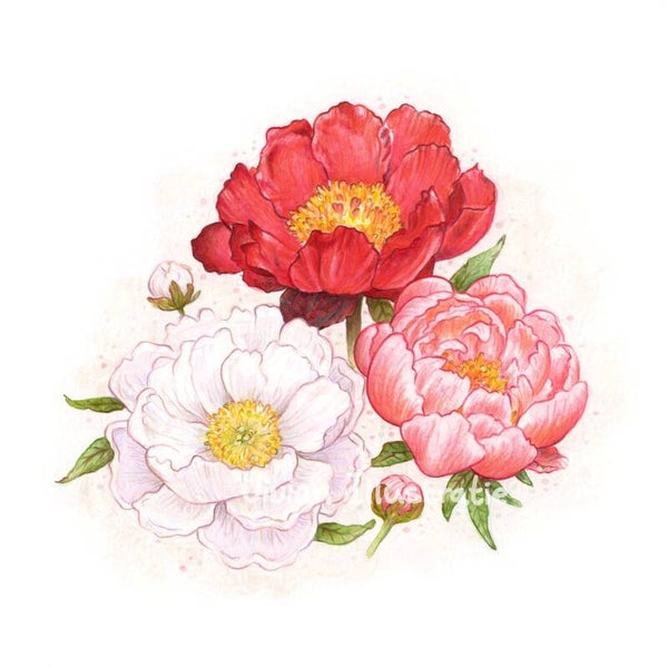 Pioenrozen - Limited Edition Giclee Print