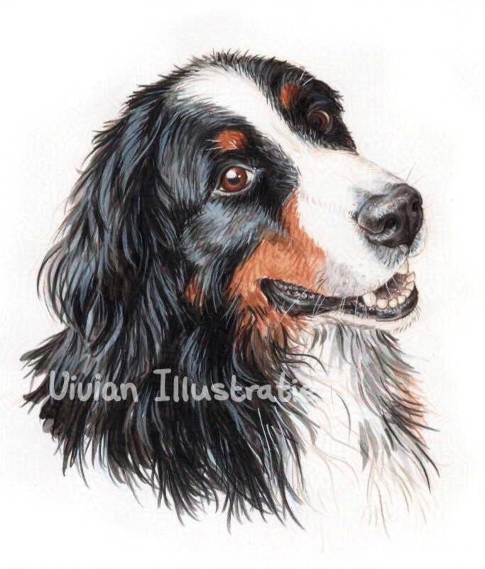 Portret Tyche Berner Sennenhond