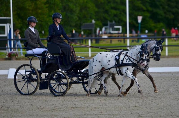 Menschort Softshell Basis Presentatie wagen