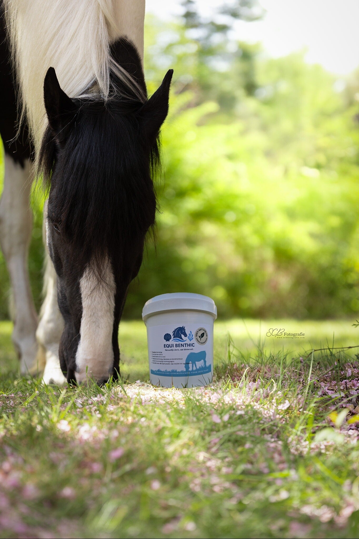 Equi benthic gastro & digest