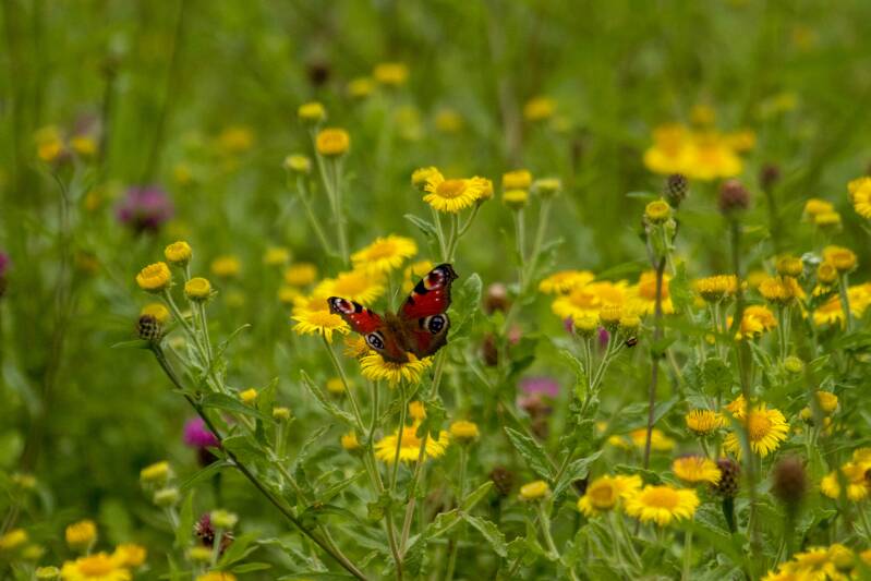 about-butterfly-in-wildflowers-standard.jpg