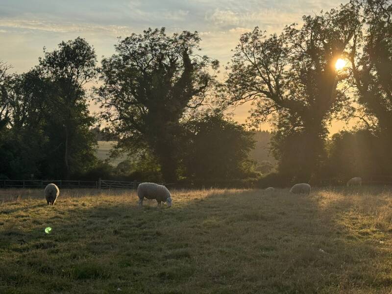 about-sheep-in-sunset-standard.jpg