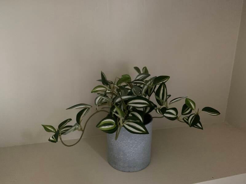 about-trailing-plant-standard-2vwlof.jpg