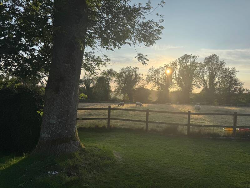 gallery-sheep-at-sunset-standard.jpg