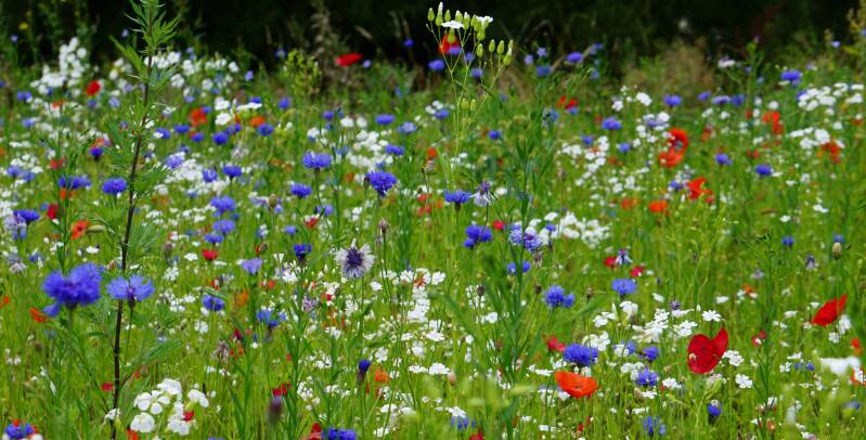 home-wildflowers-standard.jpg