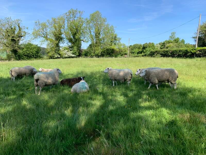 Sheep grazing in our field