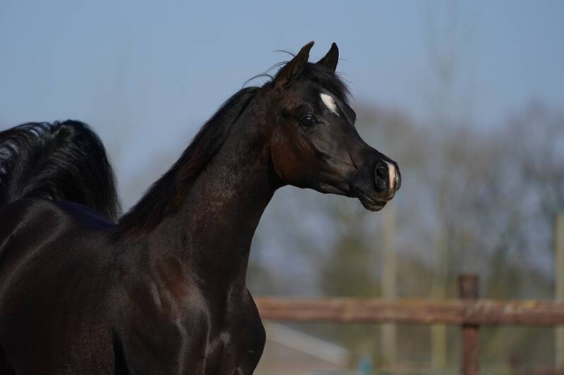 ASE-Justice-el-Jamaal