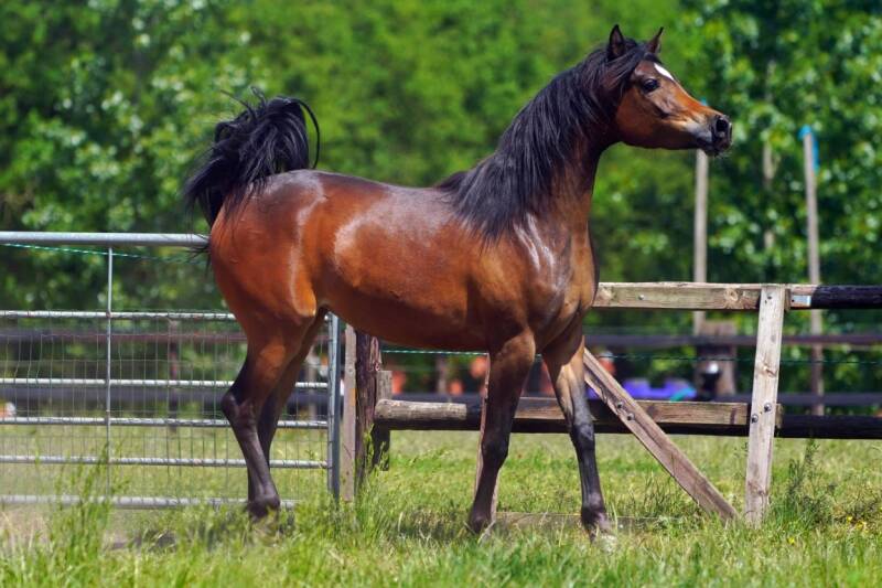 ASE-Gabriella-al-Gazal