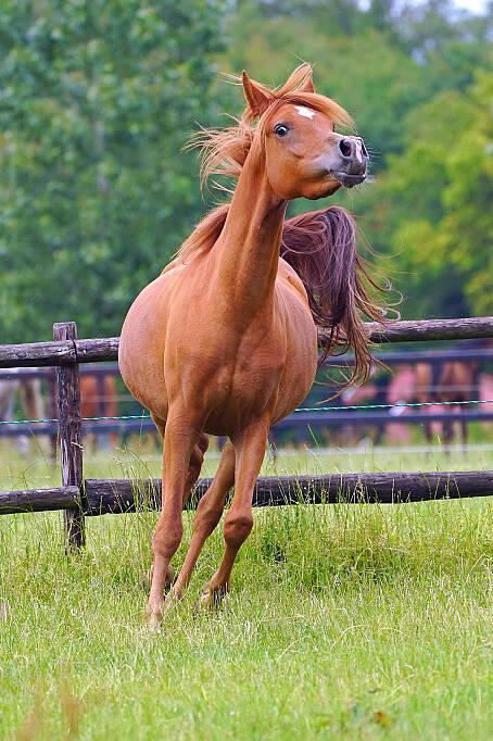 ASE-Genevieve-el-Marc