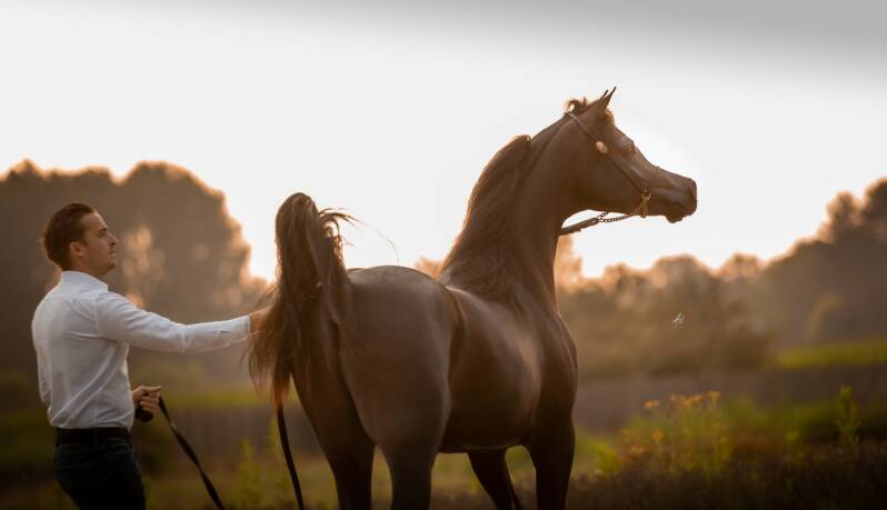 ASE-Justice-el-Jamaal