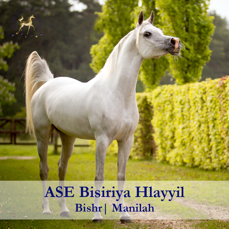 ASE-Bisiriya-Hlayyil