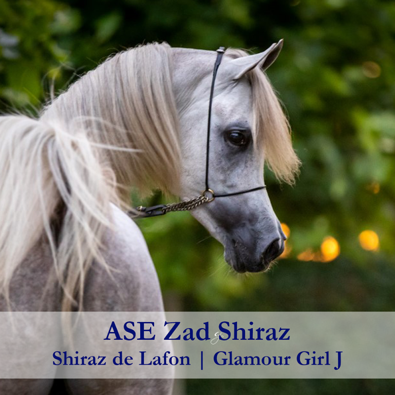ASE-Zad-Shiraz