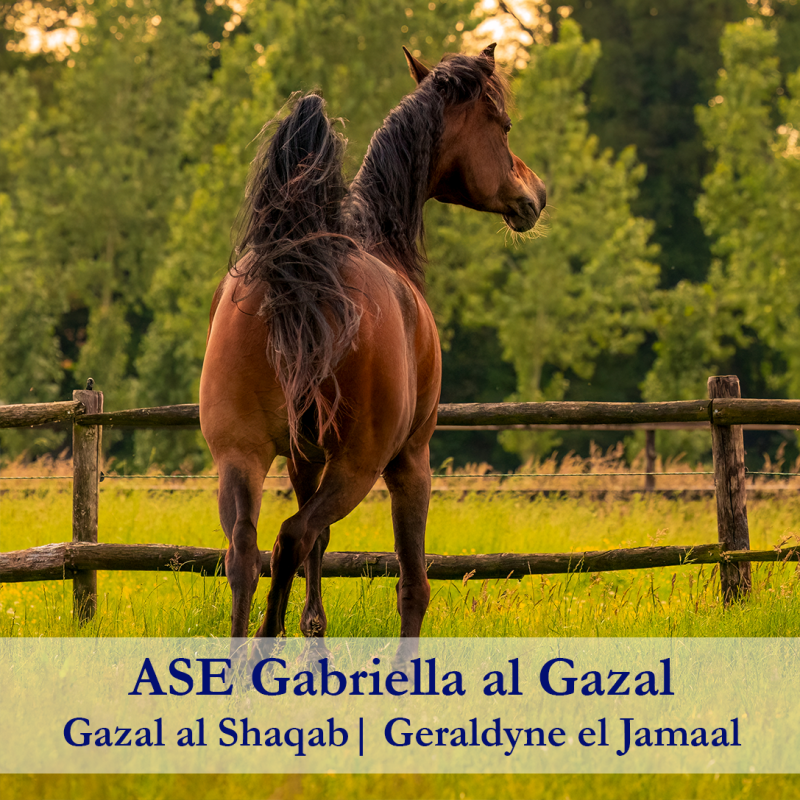 ASE-Gabriella-al-Gazal