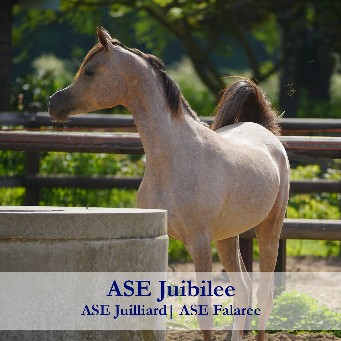 ase-juibilee