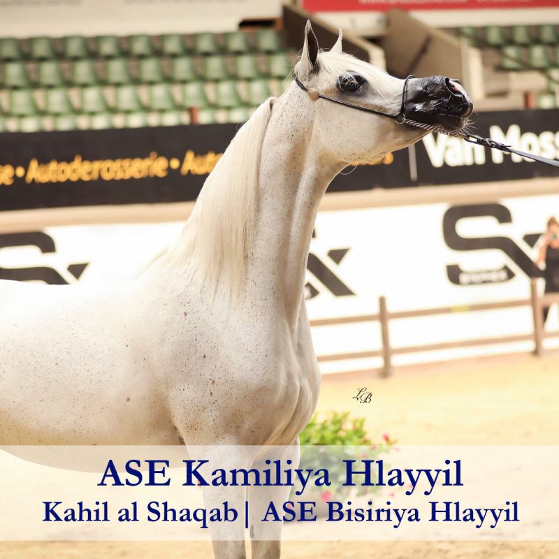 ASE-Kamiliya-Hlayyil