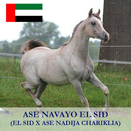ase-navayo-el-sid