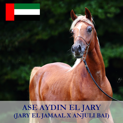 ase-aydin-el-jary
