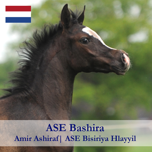 ASE-Bashira