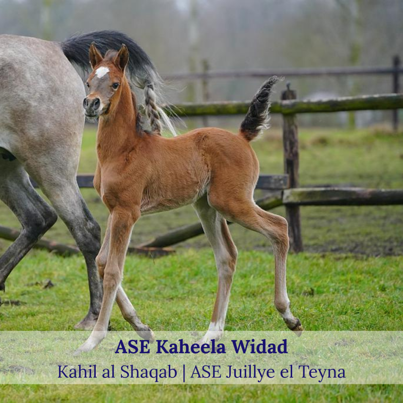 ase-kaheela-widad