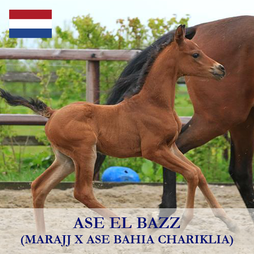 ase-el-bazz