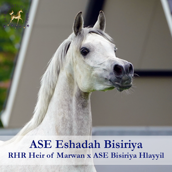ASE-Eshadah-Bisiriya