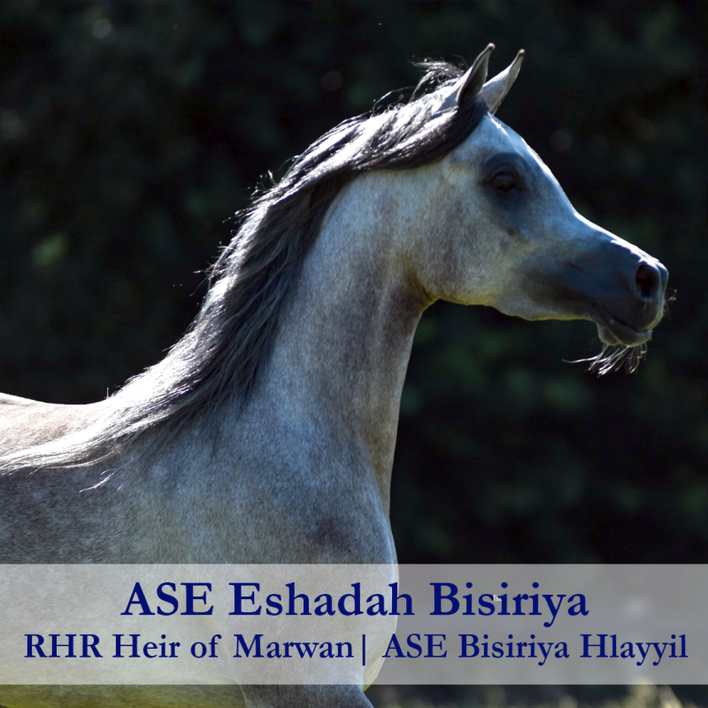 ASE-Eshadah-Bisiriya