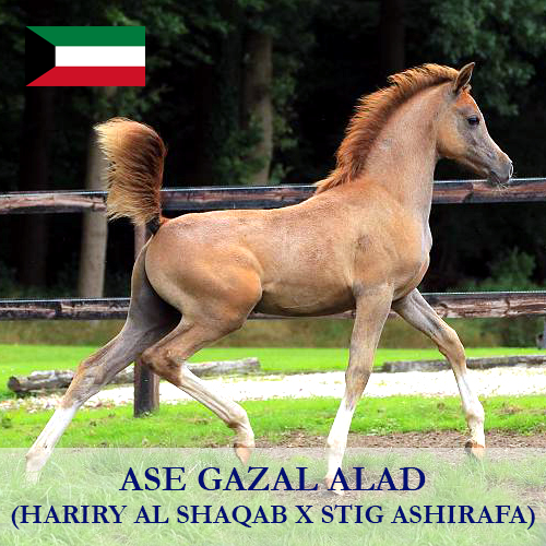 ase-gazal-alad