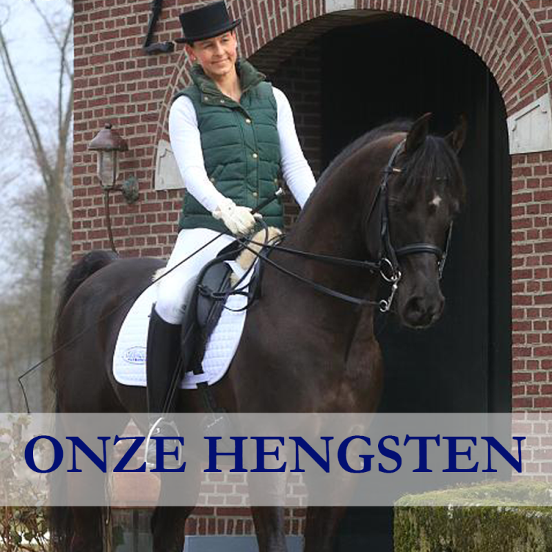 Arabian-Stud-Europe-hengsten