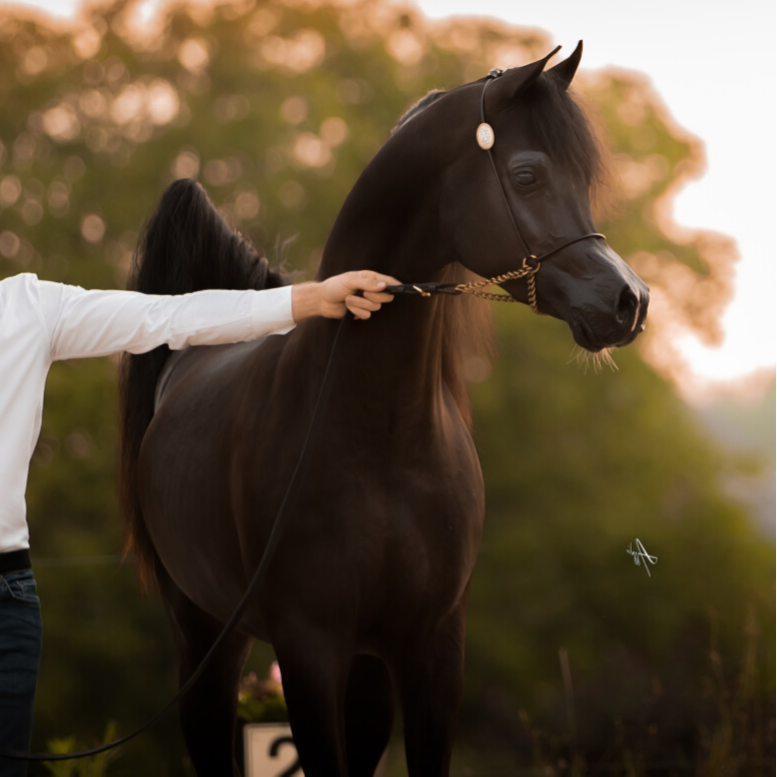 ASE Justice el Jamaal