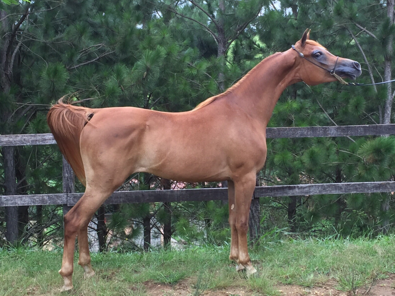 ASE-Gwendalyne-el-Tino