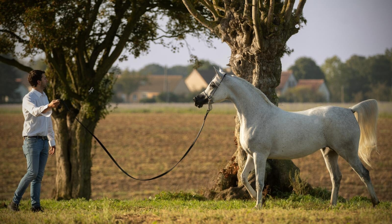 ase-kamiliya-hlayyil