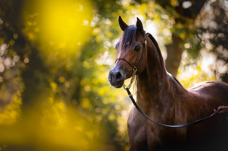 ase-gabriella-al-gazal