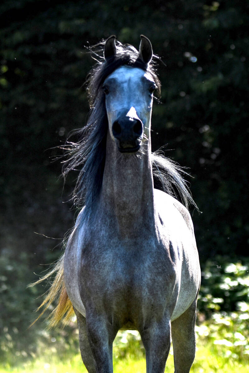 ASE Eshadah Bisiriya