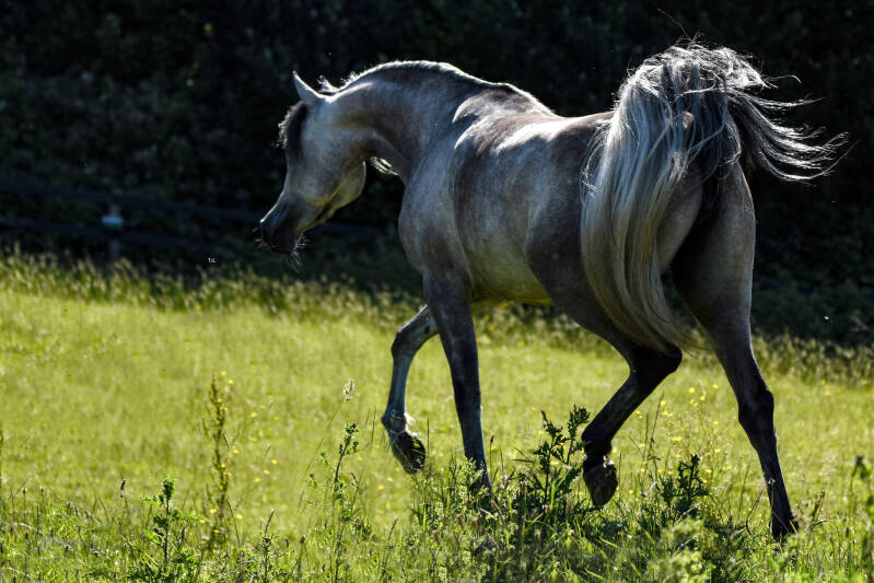 ASE-Eshadah-Bisiriya