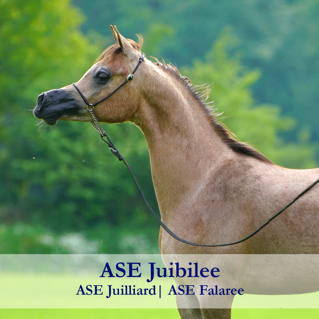 ase-juibilee