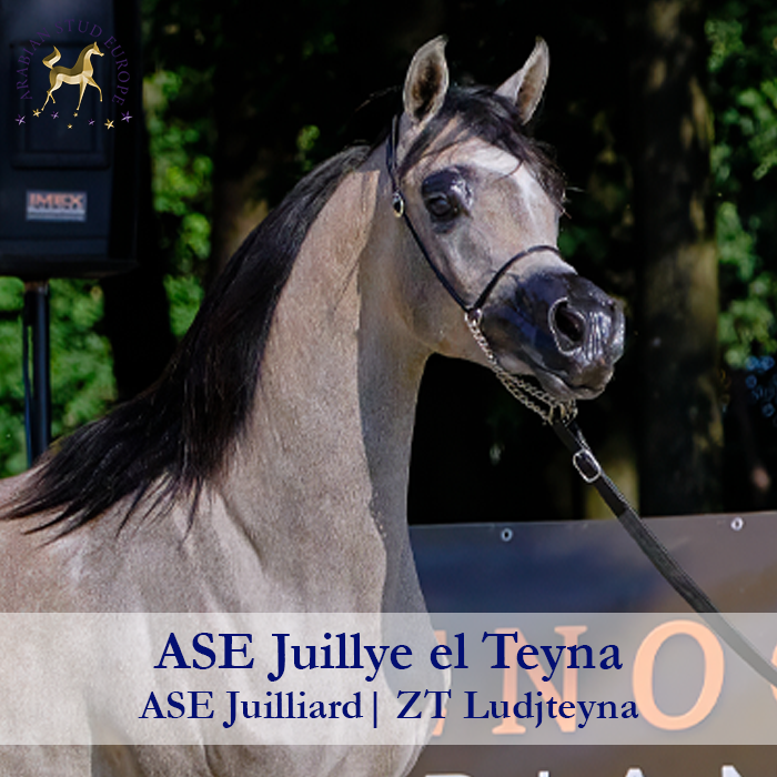 ase-juillye-el-teyna