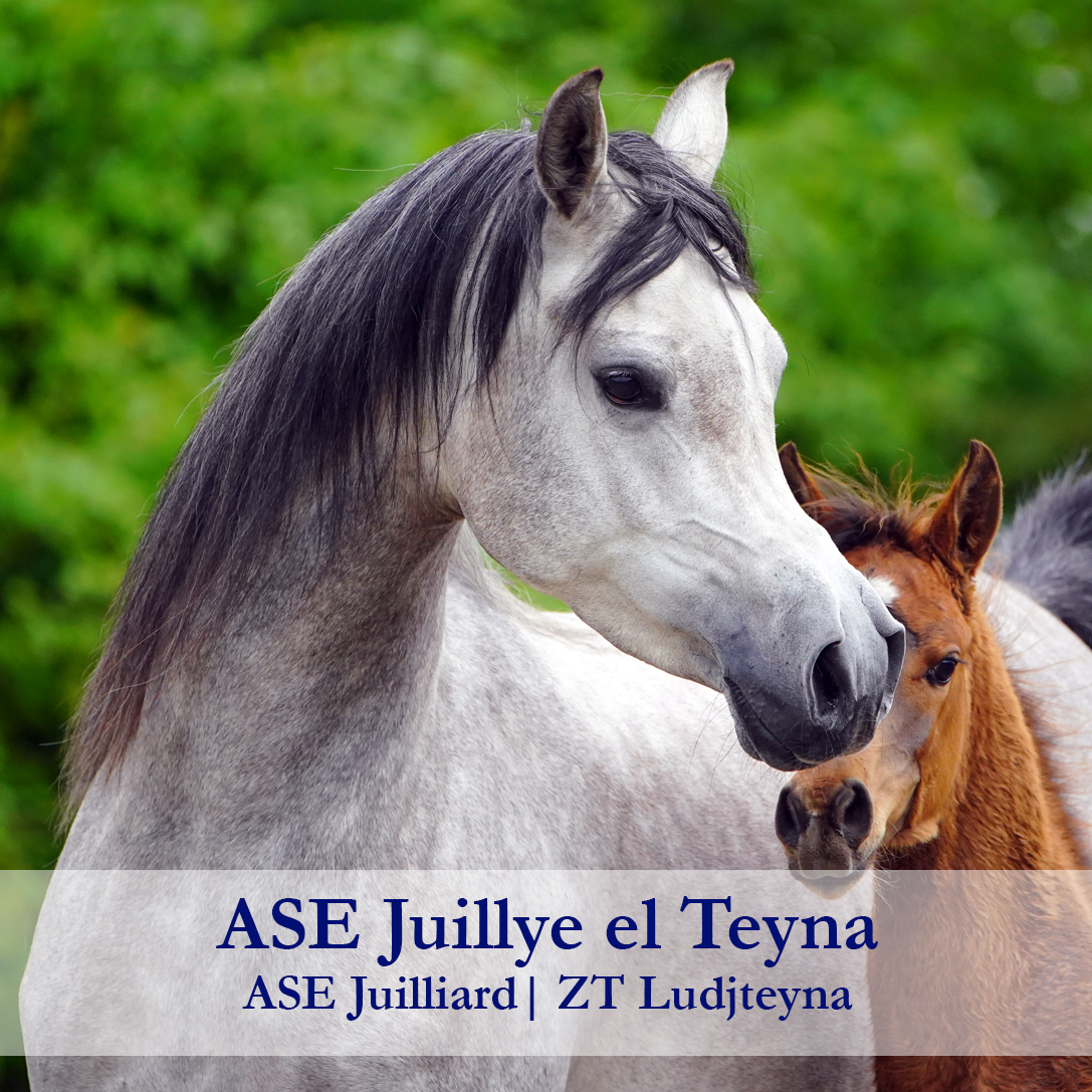 ase-juillye-el-teyna
