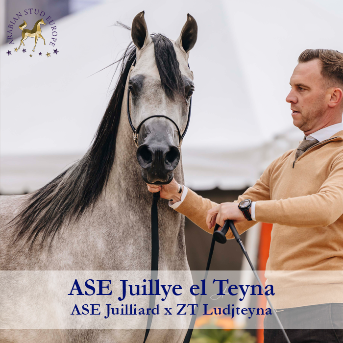 ase-juillye-el-teyna