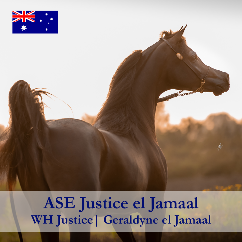 ASE-Justice-el-Jamaal