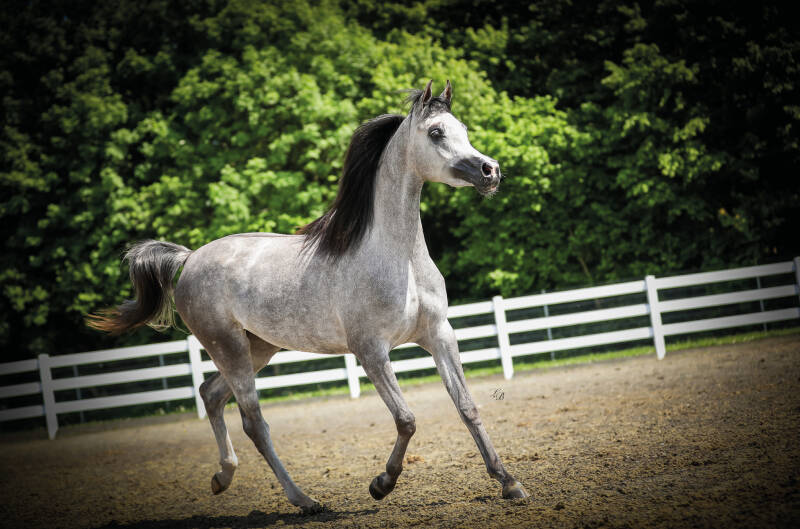 ase-graciela-el-juilliard