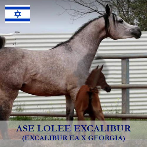 ase-lolee-excalibur