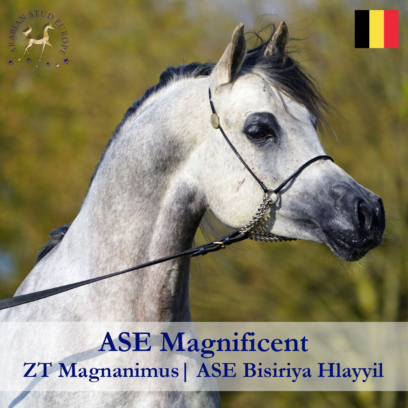 ASE-Magnificent