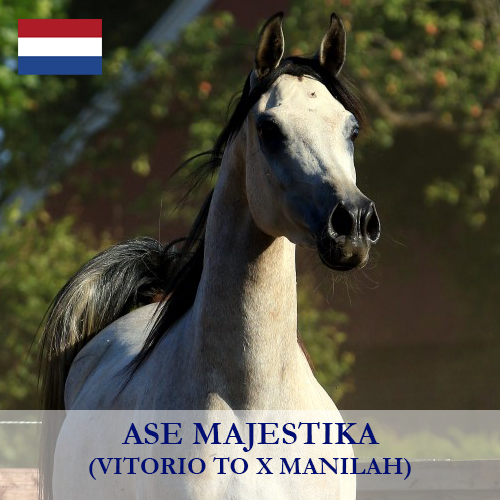ASE-Majestika