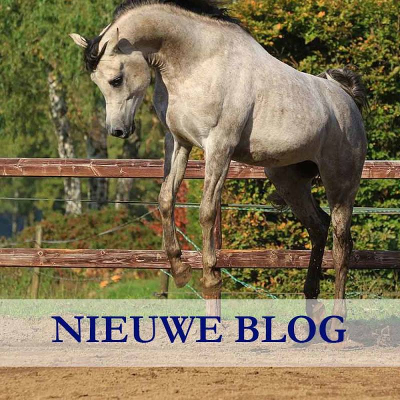 ASE-Bisiriya-Hlayyil